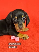 Miniature Dachshund F , a female Miniature Dachshund for sale in Princeton, KY – 1 of 7