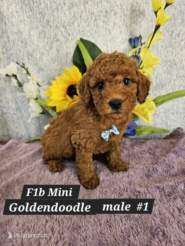 F1b Mini Goldendoodle  m #1 – Miniature Goldendoodle puppy for sale in Princeton, KY