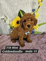 F1b Mini Goldendoodle  m #1, a male Miniature Goldendoodle for sale in Princeton, KY – 1 of 8