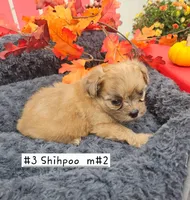 Pending Shih Poo male #2   (3), a male Shihpoo for sale in Princeton, KY – 2 of 3