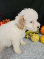 F1b Mini Goldendoodles  M#3, a male Miniature Goldendoodle for sale in Princeton, KY – 5 of 7