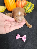 F1b Cavapoo  RED female, a female Cavapoo for sale in Princeton, KY – 3 of 3