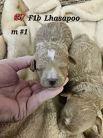 F1b Lhasapoo m #1, a male Lhasapoo for sale in Princeton, KY – Photo 2 of 2