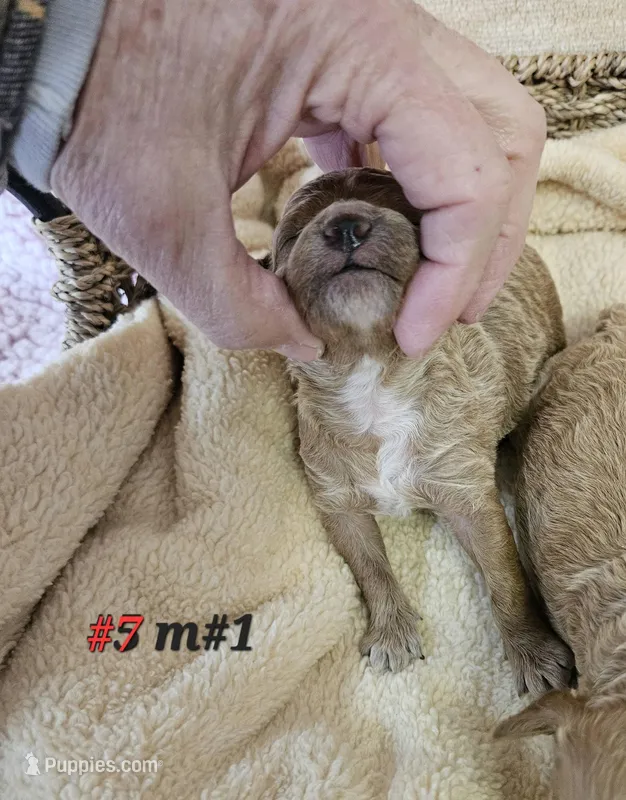 F1b Lhasapoo m #1 – Lhasapoo puppy for sale in Princeton, KY