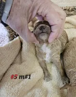 F1b Lhasapoo m #1, a male Lhasapoo for sale in Princeton, KY – Photo 1 of 2