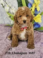 F1b Lhasapoo m #1, a male Lhasapoo for sale in Princeton, KY – 1 of 3