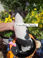 Frenchton  F, a female Frenchton for sale in Princeton, KY – 2 of 3