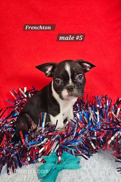 Frenchton  m #5 – Boston Terrier, French Bulldog puppy for sale in Princeton, KY