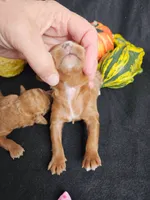 F1b Cavapoo  RED female, a female Cavapoo for sale in Princeton, KY – 2 of 3