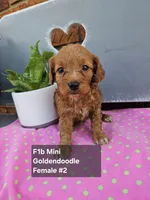F1b Mini Goldendoodle F#2, a male Miniature Goldendoodle for sale in Princeton, KY – 6 of 6