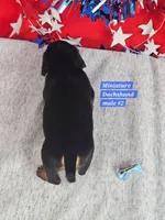 REDUCED  Mini Dachshund Male , a male Miniature Dachshund for sale in Princeton, KY – 3 of 3