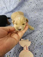 F1b Yorkiepoo f #2, a male Yorkipoo for sale in Princeton, KY – 4 of 4