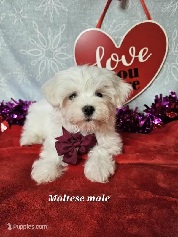 Maltese m