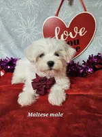 Maltese m, a male Maltese for sale in Princeton, KY – Photo 1 of 3
