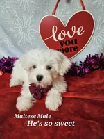 Maltese m, a male Maltese for sale in Princeton, KY – Photo 2 of 3