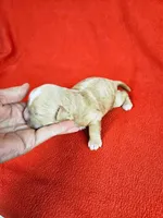 F1b Shih-Poo F#1, a female Shih Tzu and Poodle - Miniature  for sale in Princeton, KY – 2 of 5