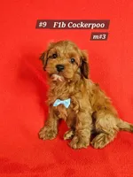F1b Cockerpoo M #3, a male Cockapoo for sale in Princeton, KY – 2 of 5