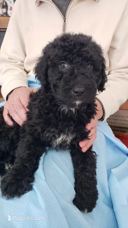 Johnny, a male Goldendoodle for sale in Princeton, KY – Photo 1 of 2