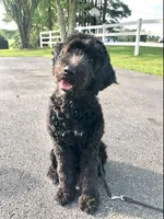 Johnny, a male Goldendoodle for sale in Princeton, KY – Photo 2 of 2