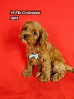 F1b Cockerpoo M #3, a male Cockapoo for sale in Princeton, KY – 4 of 5