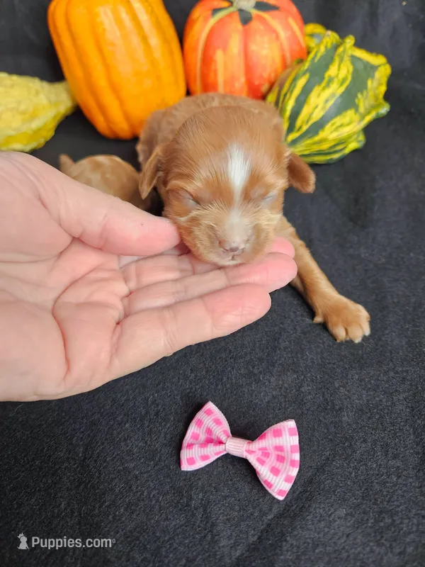 F1b Cavapoo  RED female – Cavapoo puppy for sale in Princeton, KY