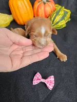 F1b Cavapoo  RED female, a female Cavapoo for sale in Princeton, KY – 1 of 3