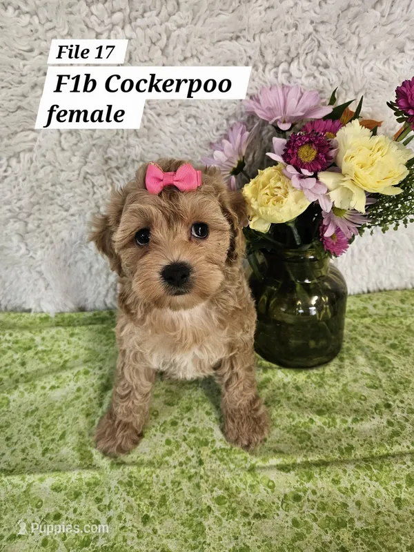 F1b Cockerpoo f – Cockapoo puppy for sale in Princeton, KY