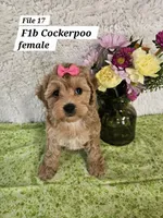 F1b Cockerpoo f, a female Cockapoo for sale in Princeton, KY – 1 of 6