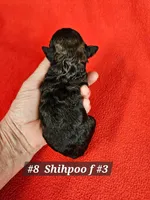 F1b Shih-Poo F#3, a female Shih Tzu and Poodle - Miniature  for sale in Princeton, KY – 4 of 4