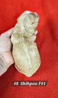 F1b Shih-Poo F#1, a female Shih Tzu and Poodle - Miniature  for sale in Princeton, KY – 3 of 5