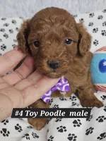 Sm-Miniature (Toy) Poodle M Red, a male Poodle - Miniature  for sale in Princeton, KY – 6 of 6