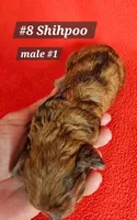 F1b Shih-Poo M#2, a male Shih Tzu and Poodle - Miniature  for sale in Princeton, KY – 8 of 10
