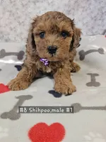 F1b Shih-Poo M#1 , a male Shih Tzu and Poodle - Miniature  for sale in Princeton, KY – 2 of 7