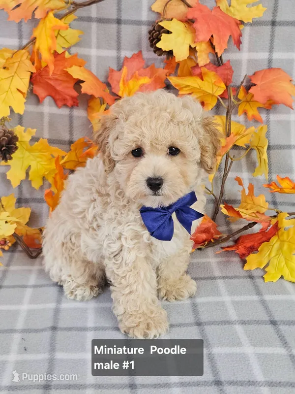 Reduced Miniature Poodle  – Poodle - Miniature  puppy for sale in Princeton, KY
