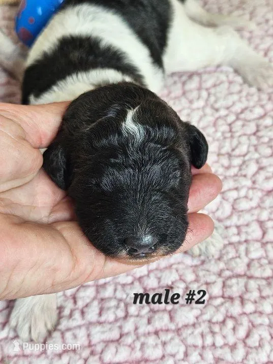 F1b Aussiedoodle m 2 – Aussiedoodle, Poodle - Standard  puppy for sale in Princeton, KY