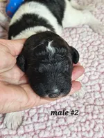 F1b Aussiedoodle m 2, a male Aussiedoodle and Poodle - Standard  for sale in Princeton, KY – Photo 1 of 5
