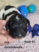 F1b Aussiedoodle m 2, a male Aussiedoodle and Poodle - Standard  for sale in Princeton, KY – Photo 4 of 5