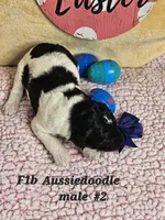 F1b Aussiedoodle m 2, a male Aussiedoodle and Poodle - Standard  for sale in Princeton, KY – Photo 2 of 5