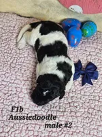 F1b Aussiedoodle m 2, a male Aussiedoodle and Poodle - Standard  for sale in Princeton, KY – Photo 3 of 5