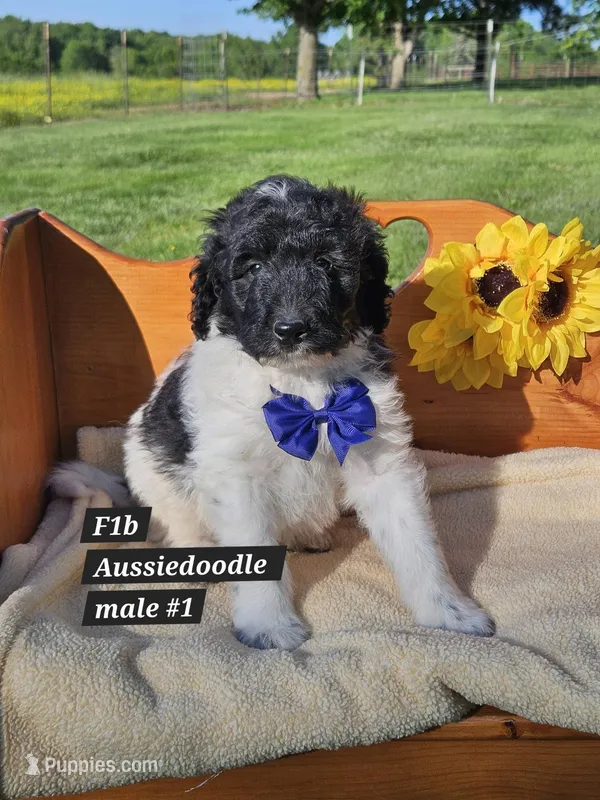 F1b Aussiedoodle m 2 – Aussiedoodle, Poodle - Standard  puppy for sale in Princeton, KY