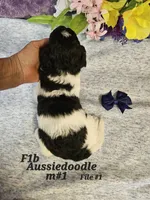 Reduced   F1b Aussiedoodle m 2, a male Aussiedoodle and Poodle - Standard  for sale in Princeton, KY – 3 of 8