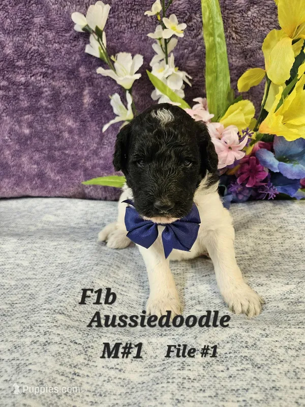 F1b Aussiedoodle m 2 – Aussiedoodle, Poodle - Standard  puppy for sale in Princeton, KY
