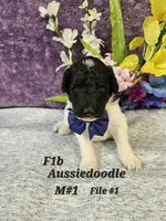 Reduced   F1b Aussiedoodle m 2, a male Aussiedoodle and Poodle - Standard  for sale in Princeton, KY – 2 of 8