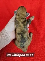 F1b Shih-Poo M#1 , a male Shih Tzu and Poodle - Miniature  for sale in Princeton, KY – 2 of 4