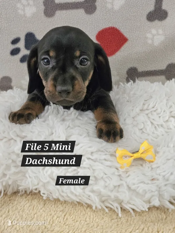 Reduced  Miniature Dachshund  – Miniature Dachshund puppy for sale in Princeton, KY