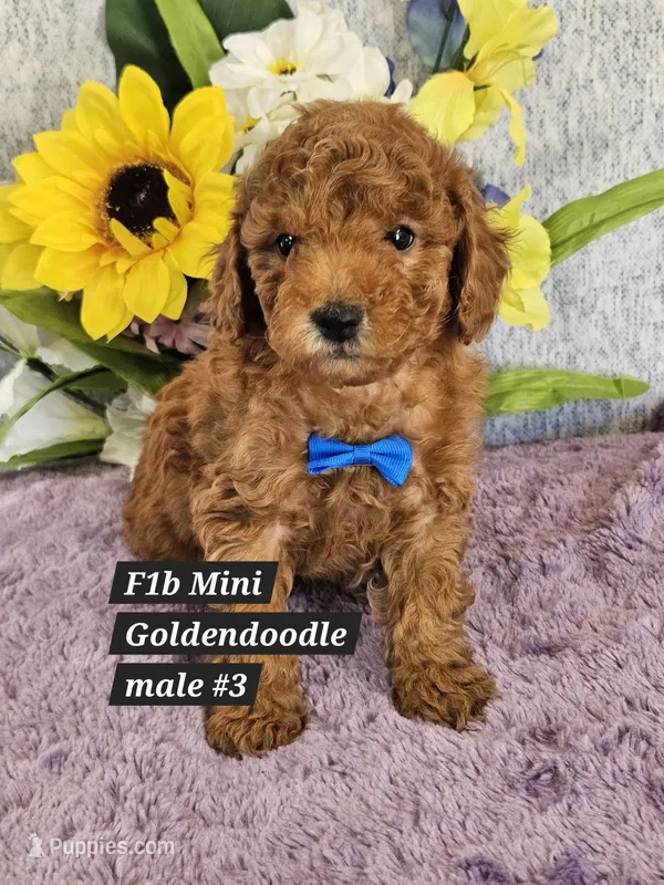 F1b Mini Goldendoodle m 3 – Miniature Goldendoodle puppy for sale in Princeton, KY