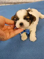 Shihtzu M#2, a male Shih Tzu for sale in Princeton, KY – 7 of 9