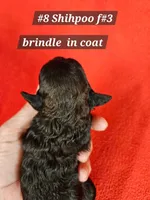 F1b Shih-Poo F#3, a female Shih Tzu and Poodle - Miniature  for sale in Princeton, KY – 3 of 4