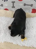 Reduced  Miniature Dachshund , a female Miniature Dachshund for sale in Princeton, KY – 2 of 3