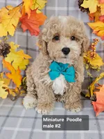 REDUCED Miniature Poodle M #2 , a male Poodle - Miniature  for sale in Princeton, KY – 3 of 4